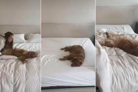 This Relaxed Golden Retriever Shows How to Live Life