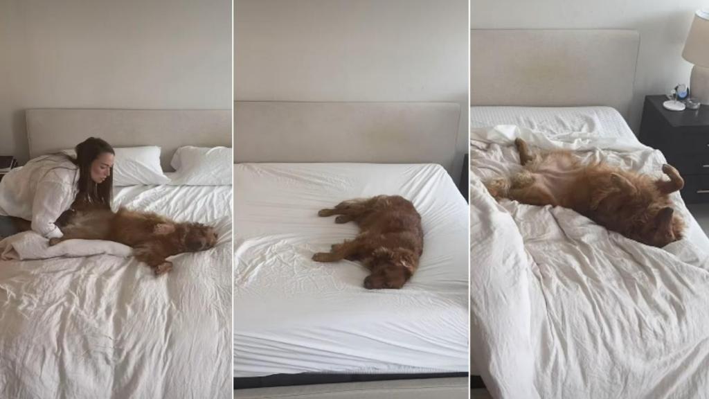 This Relaxed Golden Retriever Shows How to Live Life