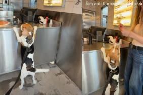 Dog Loves Visiting Neighborhood Pizza Shop for This Reason