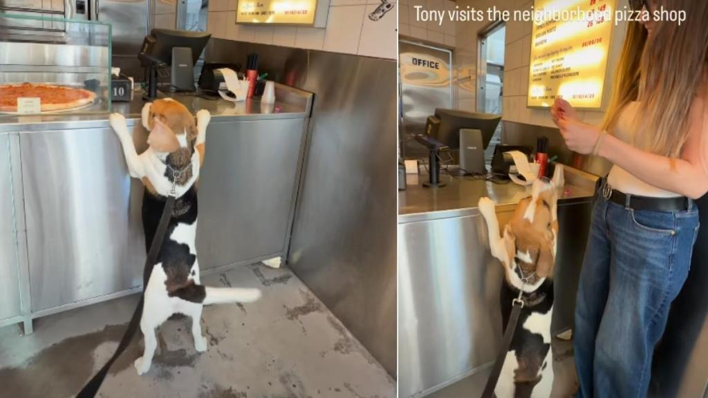 Dog Loves Visiting Neighborhood Pizza Shop for This Reason