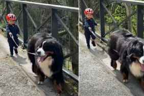 Bernese Mountain Dog Adorably Leads Little Boy During Walk