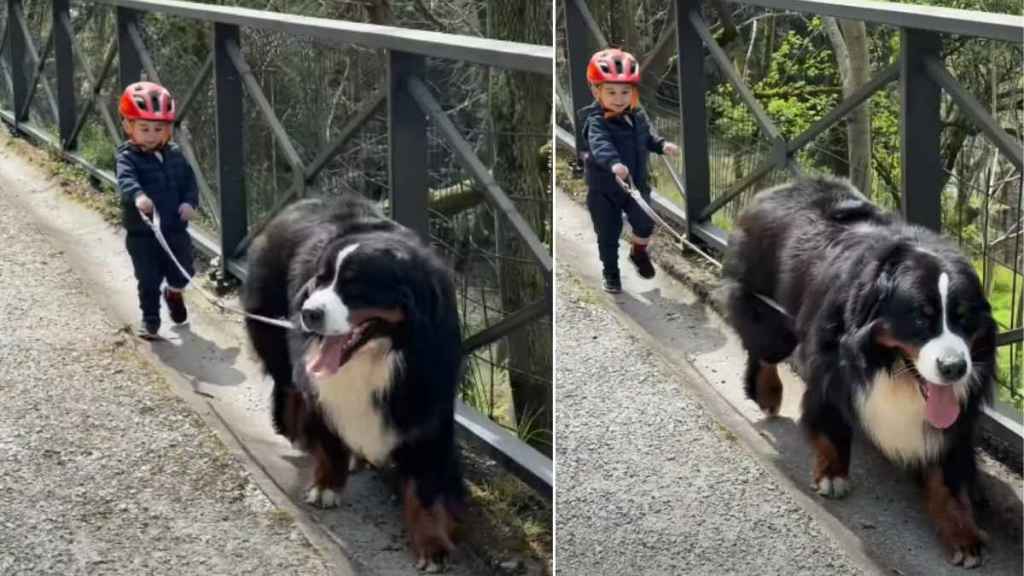 Bernese Mountain Dog Adorably Leads Little Boy During Walk