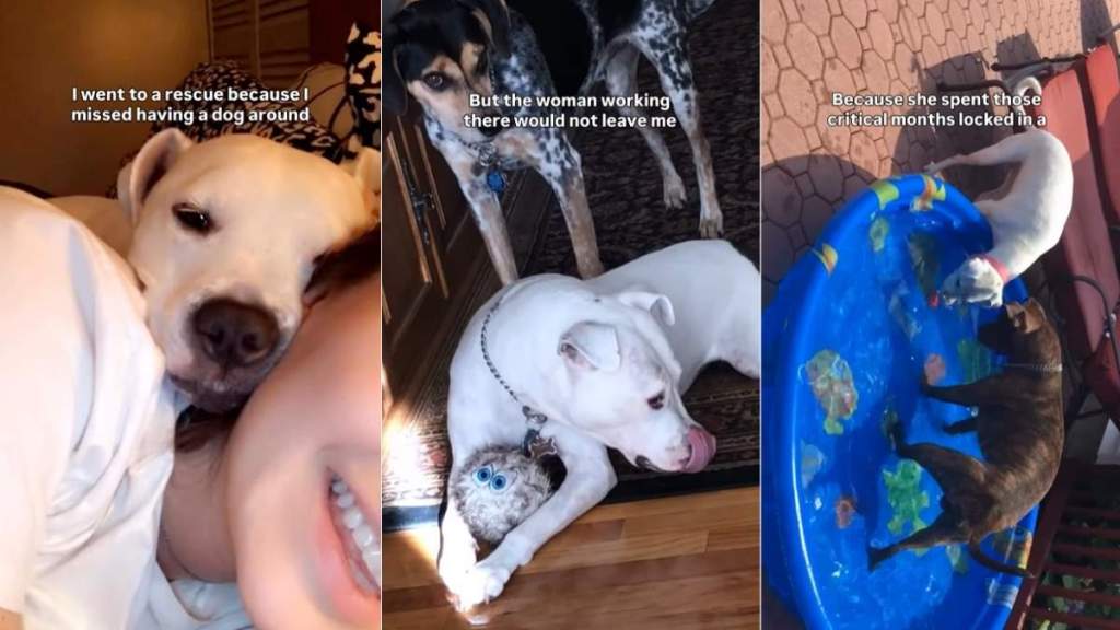 Rescue Dog That Almost Didn’t Get Adopted Has Spent 15 Years With Mom