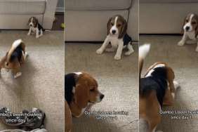 Owner Shows How Beagle Has Been Howling Since Day One