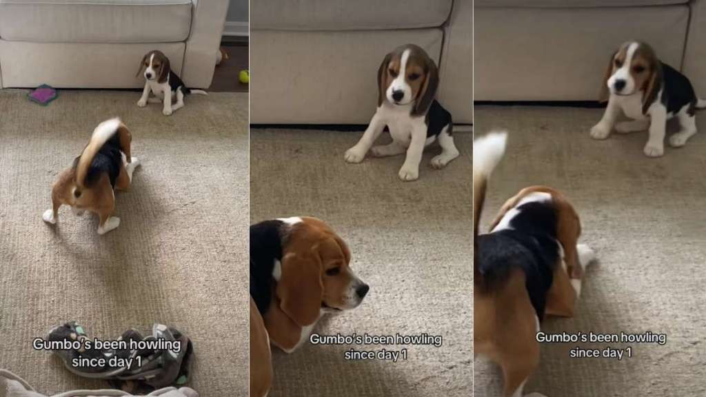 Owner Shows How Beagle Has Been Howling Since Day One