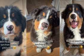 Owner Documents Puppy’s Adorable Nose Transition