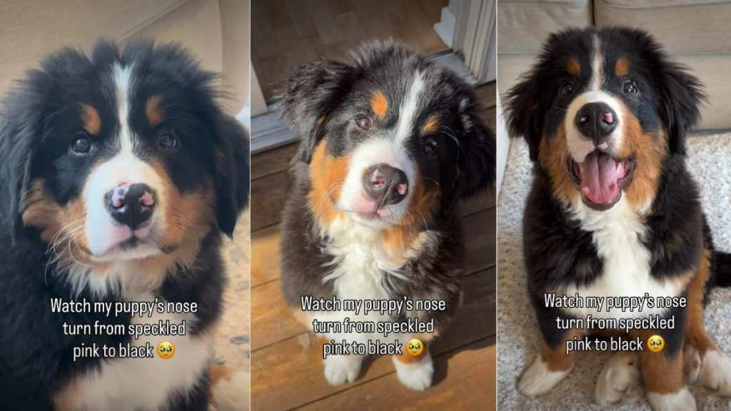 Owner Documents Puppy’s Adorable Nose Transition