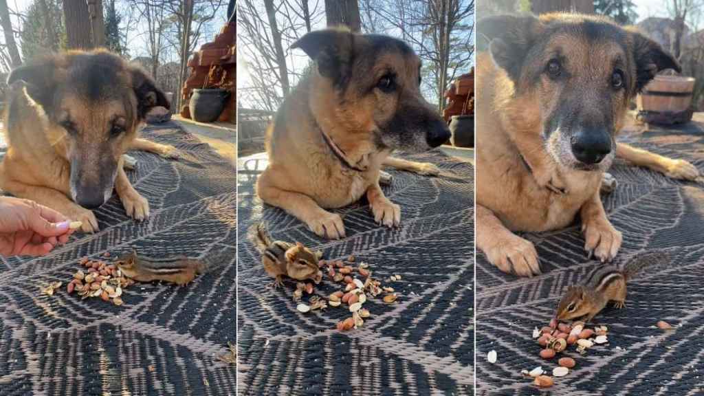This Dog Doesn’t Mind Sharing Peanuts With His Tiny Best Friend