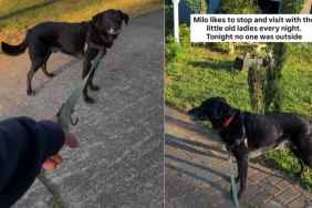 Dog Waits at Neighbor’s House To See Her, Even When She’s Not Outside