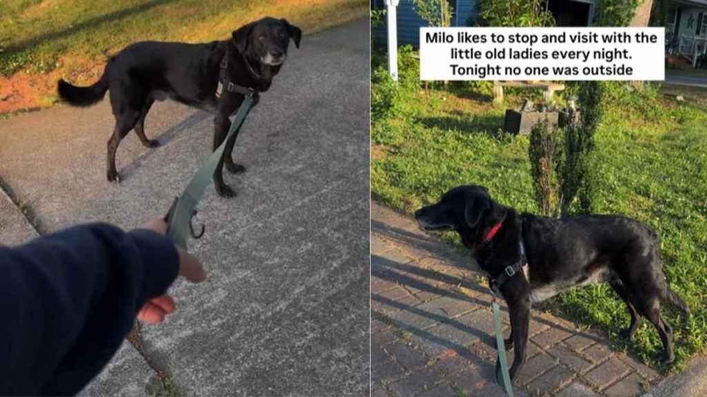 Dog Waits at Neighbor’s House To See Her, Even When She’s Not Outside