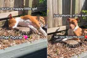 Rescue Dog Goes Missing, Mom Finds Her Sunbathing in the Garden