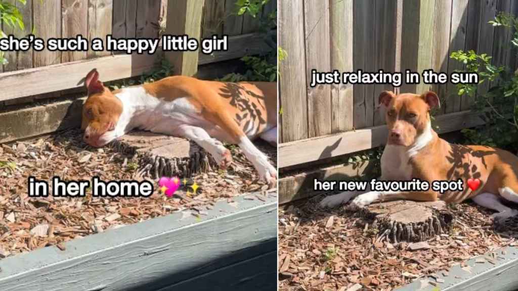Rescue Dog Goes Missing, Mom Finds Her Sunbathing in the Garden
