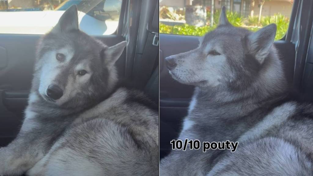 Dog Shows How Upset He Is With Owner for Taking Him to Groomers