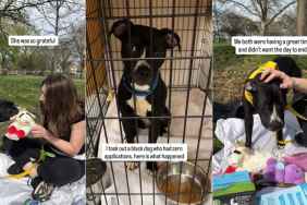 Shelter Dog Once Homeless Is ‘Nervous’ on a Day Trip but Learns To Relax