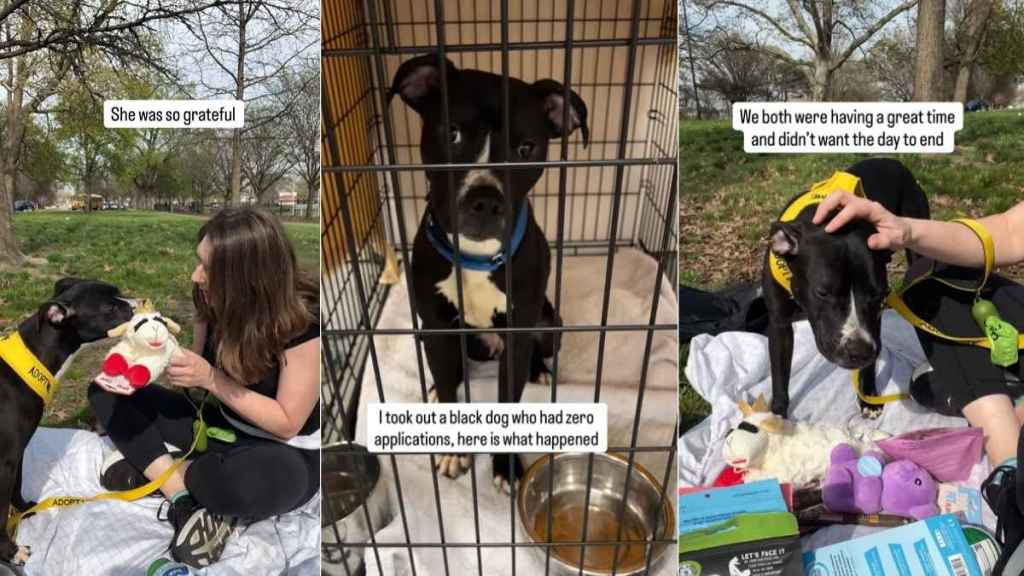 Shelter Dog Once Homeless Is ‘Nervous’ on a Day Trip but Learns To Relax