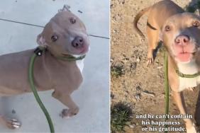 Shelter Dog Leaves Kennel for His First Walk in Days & It Goes Like This