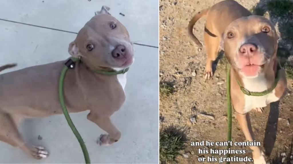 Shelter Dog Leaves Kennel for His First Walk in Days & It Goes Like This