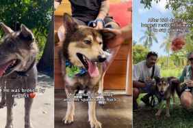 Abandoned Rescue Dog Waits Years for Family To Return, Then Finds a Home