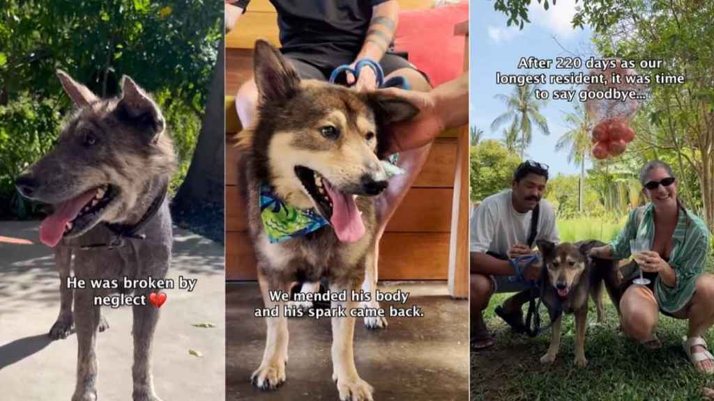 Abandoned Rescue Dog Waits Years for Family To Return, Then Finds a Home