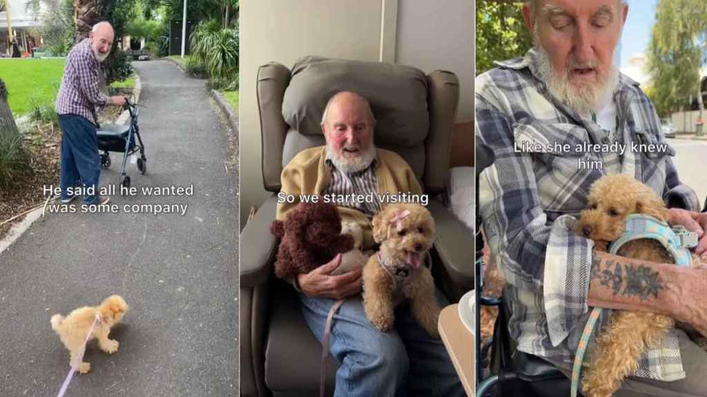 Dog Always Runs to the Man Who Wanted Company When She Met Him as a Pup