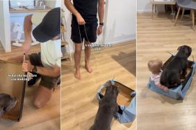 Dog Takes Little Baby Along for Ride as They Zoom by on Sled Dad Made