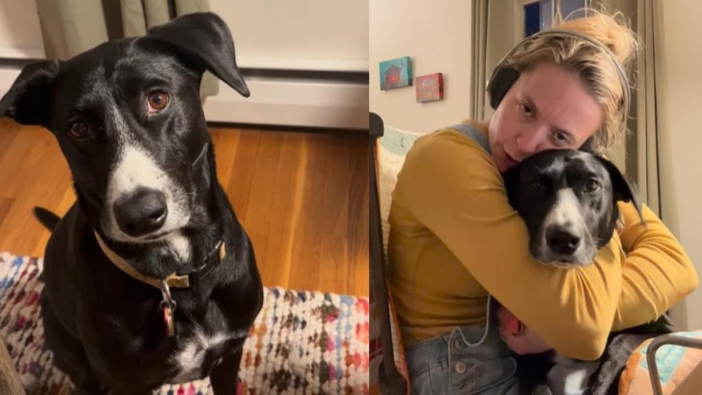 Rescue Dog Brings Toy to Mom for Repair, Turns Out She Just Needed a Hug