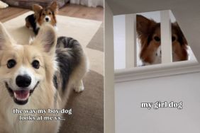 Owner Reveals Striking Difference Between Boy & Girl Corgis