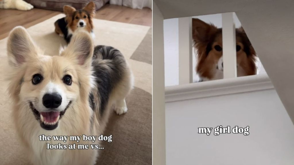 Owner Reveals Striking Difference Between Boy & Girl Corgis