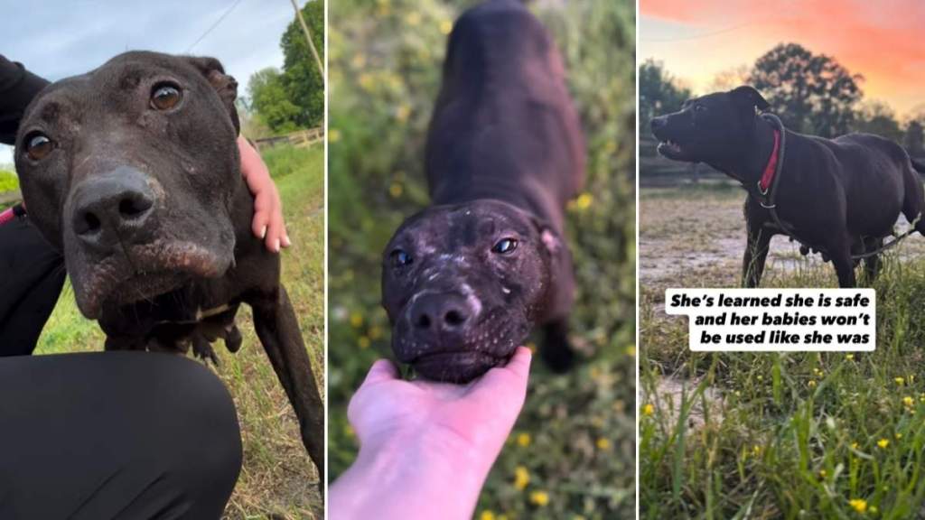 Pregnant Rescue Dog Is Brought to Safety From Heartbreaking Conditions