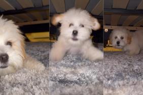 Tiny Dog Gets Zoomies While Playing Hide & Seek Under Bed