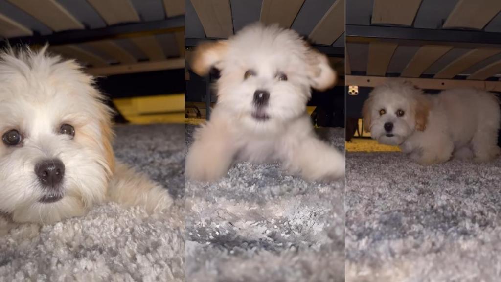 Tiny Dog Gets Zoomies While Playing Hide & Seek Under Bed