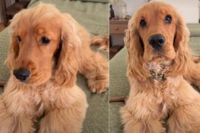 Dog Has Unique Way of Responding to Owner’s Questions