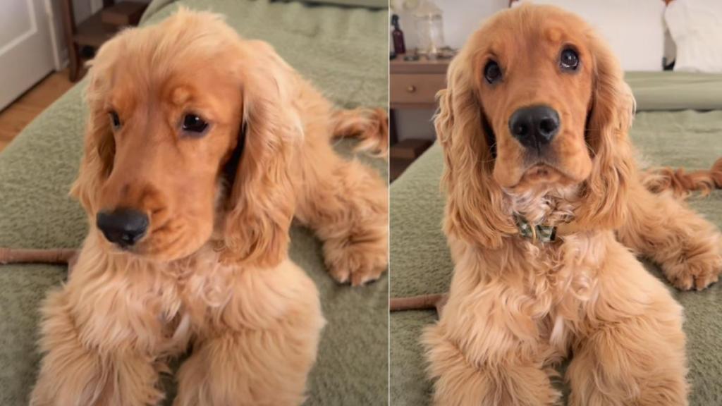 Dog Has Unique Way of Responding to Owner’s Questions