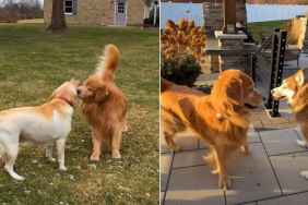 Golden Retriever's Search for Love Is Not Going Well