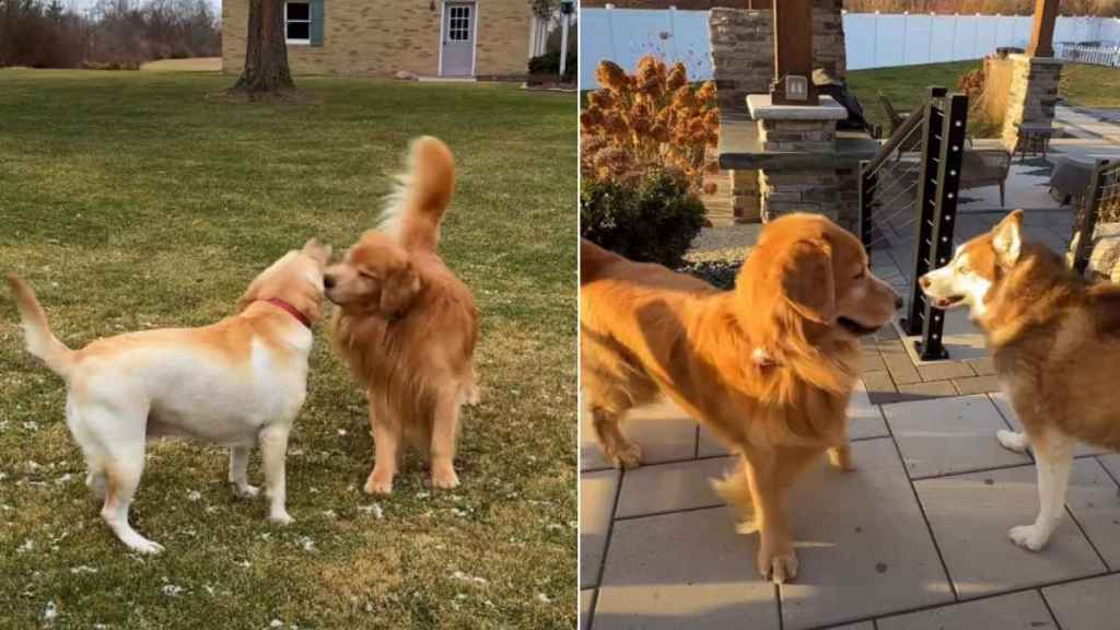 Golden Retriever's Search for Love Is Not Going Well