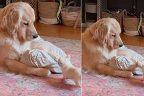 Tiny Dog Loves Goofing Around His Golden Retriever Brother