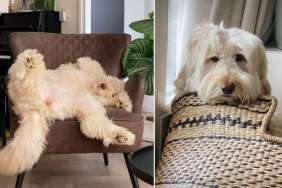 Owner Shows What Dog’s Relaxing Everyday Life Looks Like
