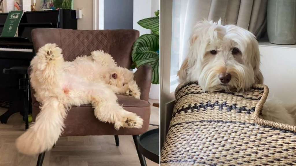 Owner Shows What Dog’s Relaxing Everyday Life Looks Like