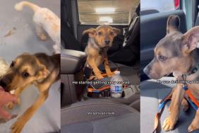 Rescue Dog Didn’t Want To Go Home With Dad at First, but That’s Changed