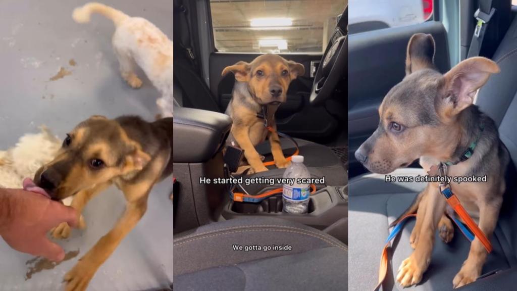 Rescue Dog Didn’t Want To Go Home With Dad at First, but That’s Changed