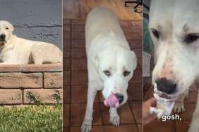 Dog Can’t Hide Happiness as Mom Surprises With Pup Cup