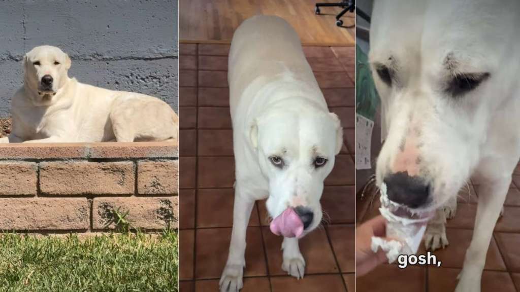 Dog Can’t Hide Happiness as Mom Surprises With Pup Cup