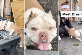 Shelter Dog Is Actually a Little Potato Waiting To Find Love & a Home