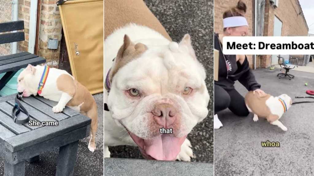 Shelter Dog Is Actually a Little Potato Waiting To Find Love & a Home