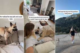 Video shows abandoned and scared shelter dog learning to live inside a house