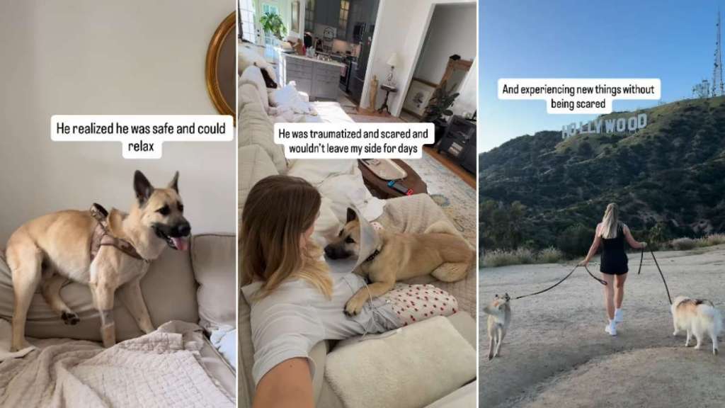 Video shows abandoned and scared shelter dog learning to live inside a house