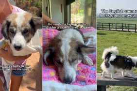 Rescue Dog Learns To Walk Again & Finally Finds His Happily Ever After