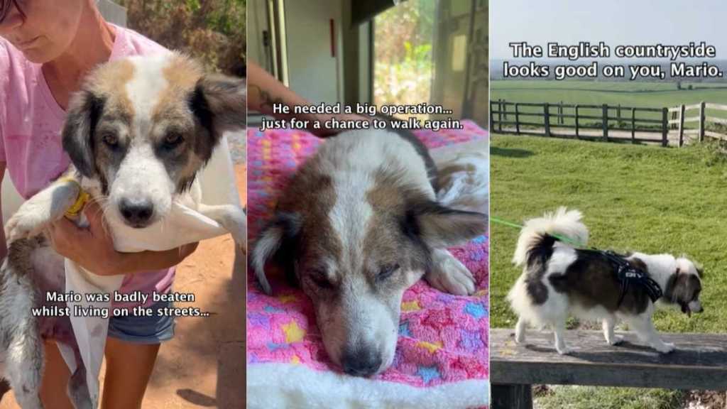 Rescue Dog Learns To Walk Again & Finally Finds His Happily Ever After