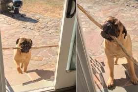 Dog’s Third Attempt To Bring Big Stick Home Ends Hilariously