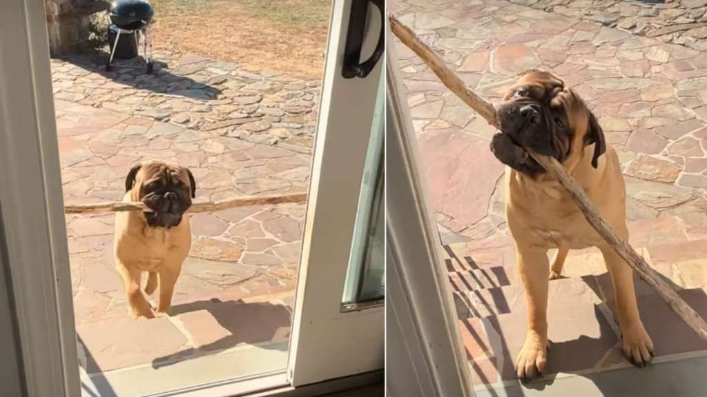Dog’s Third Attempt To Bring Big Stick Home Ends Hilariously